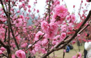 作文,校園里,桃花