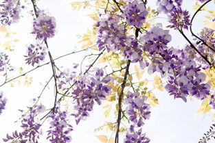 校園里的紫藤長(cháng)廊作文