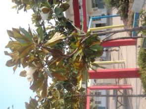 校園玉蘭樹(shù)的作文