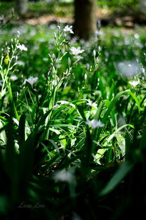 觀(guān)察校園里的植物作文,描寫(xiě)校園里的植物的作文,寫(xiě)校園里的植物作文