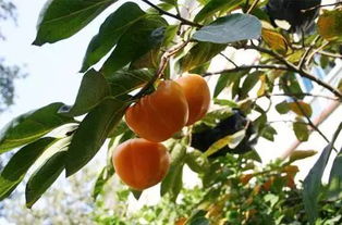 作文,校園,柿子樹(shù)