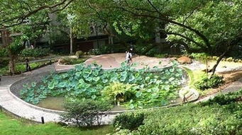 荷花池校園內外的作文