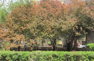 作文,綠化,美麗,校園