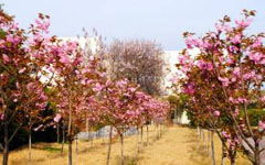 描寫(xiě)校園春景的片段作文,校園一景片段作文300字,校園一景片段作文初二