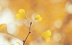 寫(xiě)校園銀杏樹(shù)的作文400字