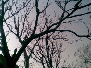 放學(xué)的校園靜態(tài)動(dòng)態(tài)描寫(xiě)作文