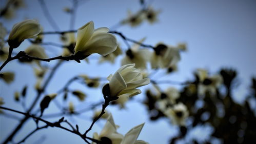 校園春意濃作文