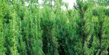 描寫(xiě)校園紅豆杉的作文150