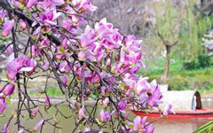 寫(xiě)校園里的紫玉蘭作文