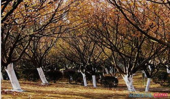 秋曰的校園作文三級