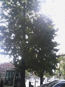 描寫(xiě)銀杏樹(shù)的作文400字,寫(xiě)校園銀杏樹(shù)的作文350字,寫(xiě)校園的銀杏樹(shù)的作文