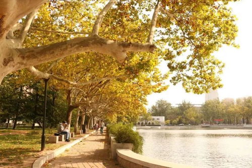 校園秋景作文開(kāi)篇