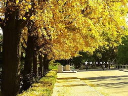 作文校園冬天的銀杏樹(shù)