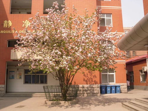 校園里的海棠樹(shù)作文