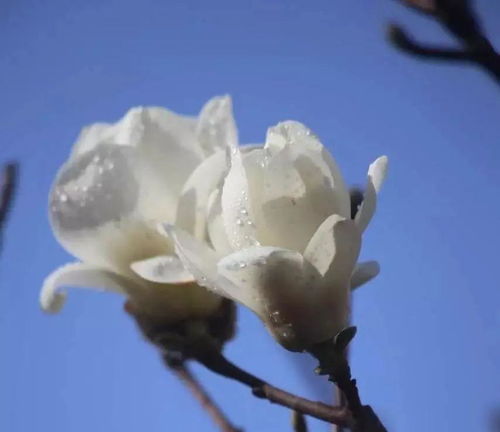 校園的玉蘭花開(kāi)的作文