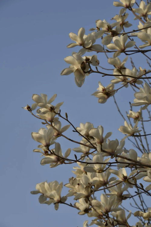 玉蘭,花開(kāi),作文,校園