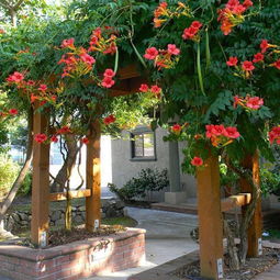 校園凌霄花作文