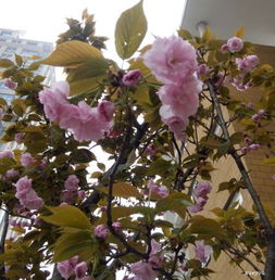 開(kāi)滿(mǎn)丁香花的校園作文400字,開(kāi)滿(mǎn)丁香花的校園作文600字,開(kāi)滿(mǎn)校園的丁香花作文