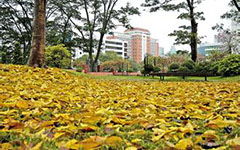 作文,春天,校園