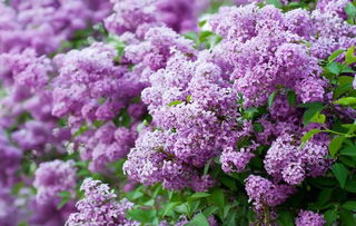 關(guān)于開(kāi)滿(mǎn)丁香花的校園作文200