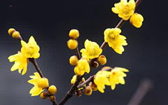 描寫(xiě)臘梅的作文400字,臘梅托物言志作文400字,冬天的臘梅作文400百字