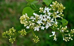 我愛(ài)校園的春季作文500