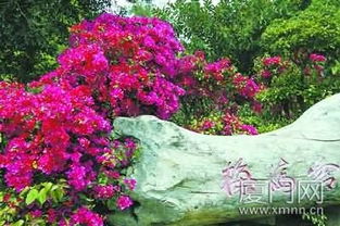 校園的三角梅作文開(kāi)頭美