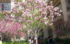 美麗的格?；ㄗ魑?00字,我們校園的作文400字,寫(xiě)格?；ǖ淖魑?00字