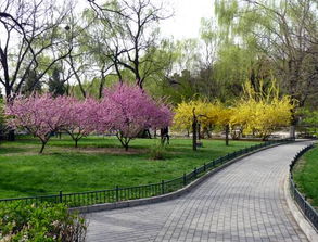 寫(xiě)校園春天作文的開(kāi)頭