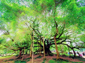 作文,大榕樹(shù),校園