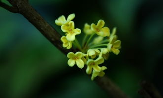 校園的桂花樹(shù)作文250