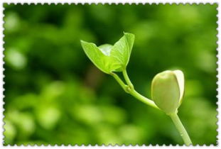 寫(xiě)校園里的植物作文300字