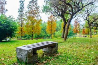 高中校園秋景600字作文結尾