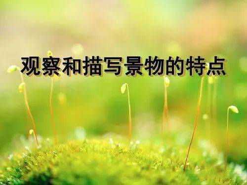 八級作文校園一景500字