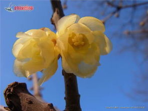 描寫(xiě)校園的臘梅花作文