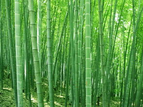 圍繞校園竹子寫(xiě)的作文