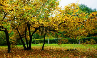 校園秋景散文600字作文網(wǎng)