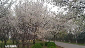 校園的櫻花樹(shù)作文800