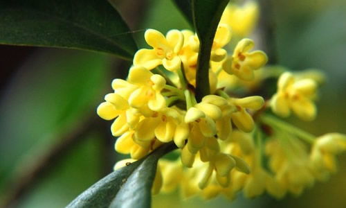 作文,景物,描寫(xiě),校園