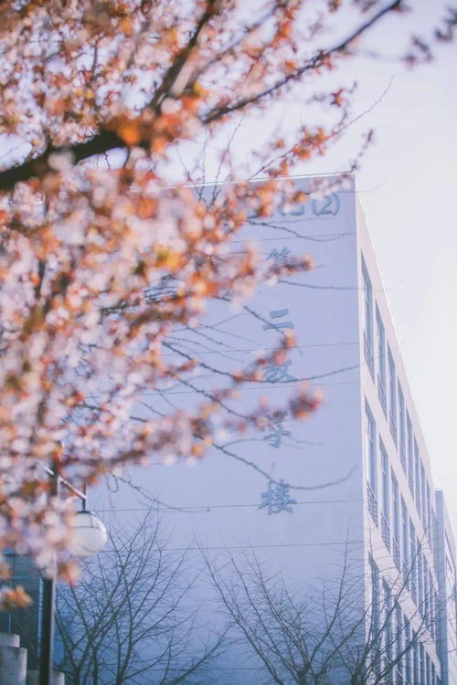 秋天的校園多像一幅畫(huà)作文桂花