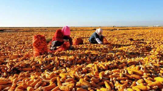 作文,景色,秋天,校園