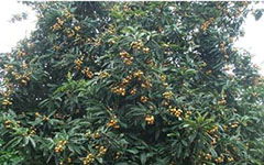 校園里的枇杷樹(shù)作文800字,校園里的枇杷樹(shù)的作文怎么寫(xiě),枇杷樹(shù)的作文300字