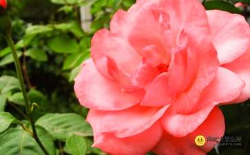 關(guān)于開(kāi)滿(mǎn)月季的校園作文