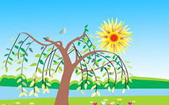 作文,柳樹(shù),校園里