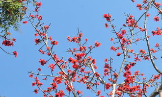 校園里的木棉樹(shù)作文當你