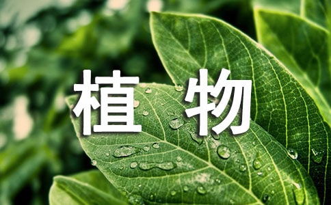 作文,校園里,植物,觀(guān)察