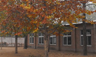 秋天校園梧桐樹(shù)的作文