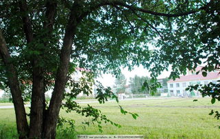 校園夏天的小樹(shù)林作文400字