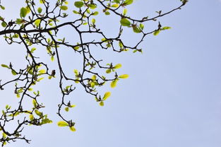 校園春景作文大學(xué)