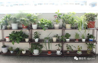 關(guān)于綠化校園美化環(huán)境的作文,關(guān)于綠化校園保護環(huán)境的作文,綠化校園環(huán)境作文